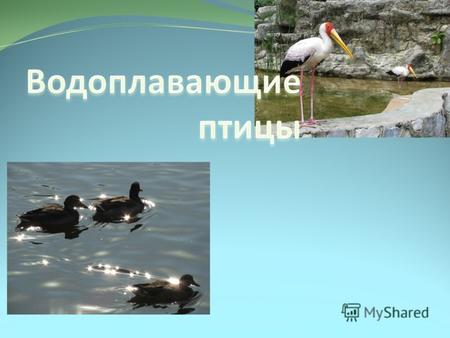 Водоплавающие птицы несистематическое определение птиц, ведущих водный образ жизни. К ним не относятся все те птицы, которые охотятся в водной сфере,