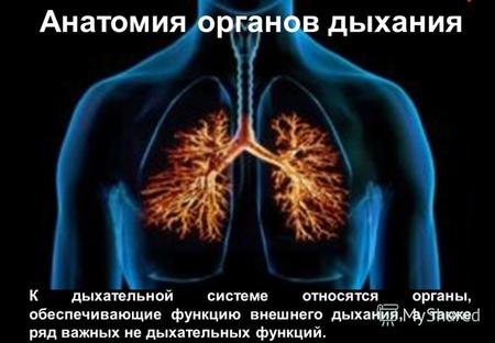 Анатомия органов дыхания К дыхательной системе относятся органы, обеспечивающие функцию внешнего дыхания, а также ряд важных не дыхательных функций.