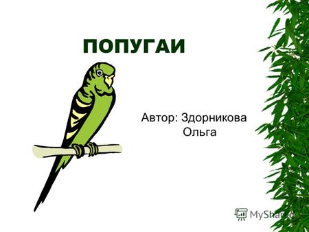 ПОПУГАИ Автор: Здорникова Ольга. О себе Зовут меня Ольга.Занимаюсь попугаями я очень давно. И хочу немного о них рассказать.