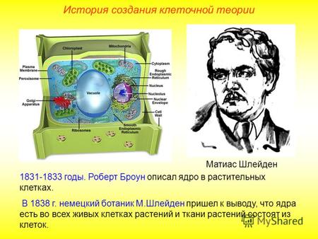 Матиас Шлейден 1831-1833 годы. Роберт Броун описал ядро в растительных клетках. В 1838 г. немецкий ботаник М.Шлейден пришел к выводу, что ядра есть во.