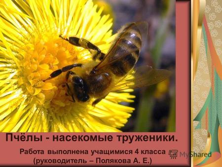 Пчёлы - насекомые труженики. Работа выполнена учащимися 4 класса (руководитель – Полякова А. Е.)