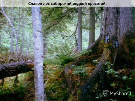 Славен лес сибирский редкой красотой.. Люди славны удалью, статью, добротой.