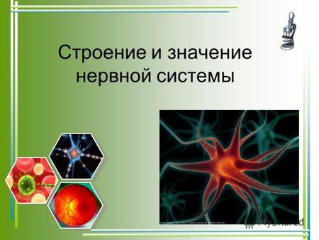 Строение и значение нервной системы. Цель : Изучение особенностей и принципов строения нервной системы.