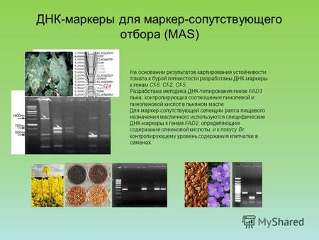 ДНК-маркеры для маркер-сопутствующего отбора (MAS) На основании результатов картирования устойчивости томата к бурой пятнистости разработаны ДНК-маркеры.