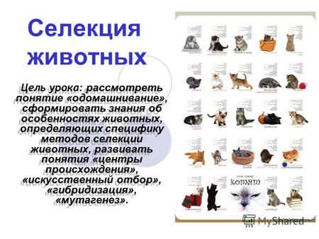 Презентация к уроку по биологии (9 класс) по теме: Презентация Селекция животных
