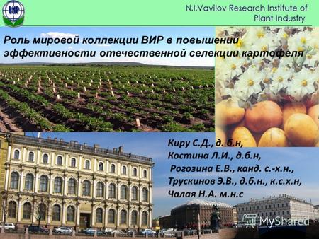 Роль мировой коллекции ВИР в повышении эффективности отечественной селекции картофеля Киру С.Д., д. б.н, Костина Л.И., д.б.н, Рогозина Е.В., канд. с.-х.н.,