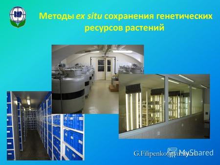 G.Filipenko@vir.nw.ru Методы ex situ сохранения генетических ресурсов растений.