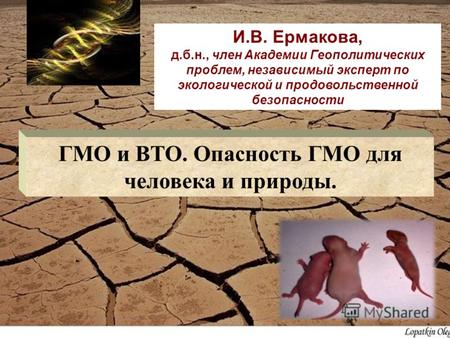 It It ГМО и ВТО. Опасность ГМО для человека и природы. И.В. Ермакова, д.б.н., член Академии Геополитических проблем, независимый эксперт по экологической.