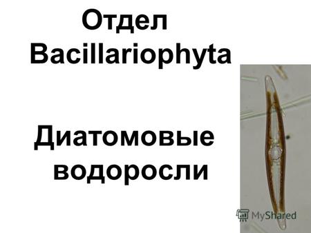 Отдел Bacillariophyta Диатомовые водоросли. 1. Количество видов. 2. Уровень организации. 3. Тип таллома. 4. Строение клетки: - покровы, - фотосинтетический.