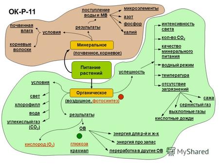 ОК-Р-11 Питание растений Органическое (почвенное, корневое) Минеральное (воздушное, фотосинтез) почвенная влага корневые волоски поступление воды и МВ.