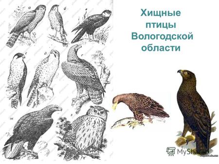 Хищные птицы Вологодской области. Пища хищных птиц весьма разнообразна. Выделяют несколько групп: рыбоядные (скопа, орлан-белохвост), насекомоядные (кобчик,