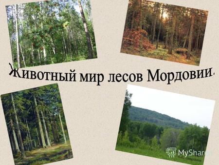 Насекомые. В лесах Мордовии встречается большинство видов насекомых, зафиксированных в нашей республике. Можно обнаружить перепончатокрылых, бабочек,