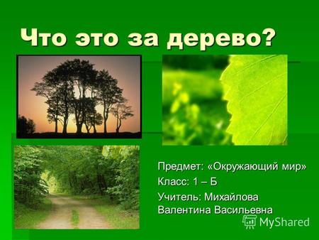 Что это за дерево? Предмет: «Окружающий мир» Класс: 1 – Б Учитель: Михайлова Валентина Васильевна.