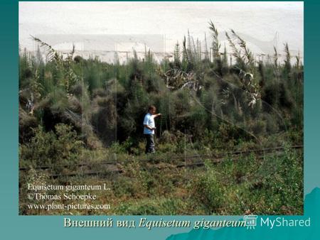 Внешний вид Equisetum giganteum. Триархная актиностель стебля Клинолистовидных.