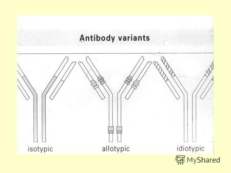 Виды антигенных детерминант иммуноглобулинов Изотипические – отражают разнообразие антител на уровне биологического вида (изотипы IgA, IgM, IgG, IgD,