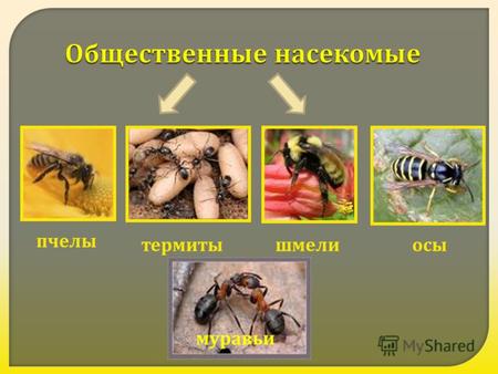 Общественные насекомые пчелы термитышмелиосы муравьи.