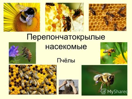Перепончатокрылые насекомые Пчёлы. Общая характеристика перепончатокрылых Перепончатокрылые один из наиболее продвинутых в эволюционном плане отрядов.