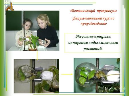 Изучение процесса испарения воды листьями растений. «Ботанический практикум» факультативный курс по природоведению.