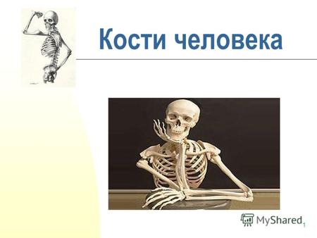 1 Кости человека Давайте знакомиться!. 2 Скелет – это система, которая обеспечивает опору в живых организмах. В состав скелета человека входит 206 костей.