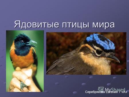 Ядовитые птицы мира Серебрякова Евгения 7 «А». Двуцветная дроздовая мухоловка.