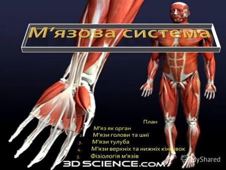 Мязова система В організмі людини налічується близько 600 скелетних мязів. Загальна маса їх у чоловіків становить 4050 %, у жінок 30 %. М'язи кріпляться.
