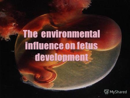 Introduction Environment and development of the fetus Main part Harmful factors Research work Conclusion Prevention of effects in the environment.