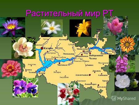 Реферат: Инвазионные виды растений Ярославской области