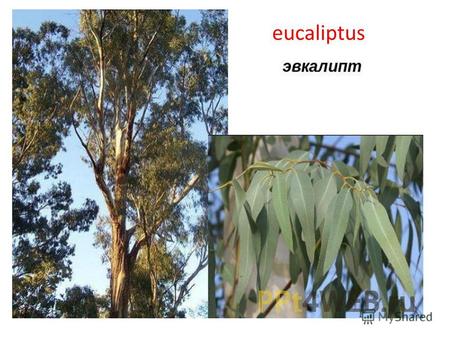 EucaliptusBottle treeParrots and other birdsDuck-bill.