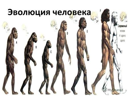 Эволюция человекаАвстралопитек Человек умелый ПитекантропНеандерталецКроманьонец Эволюция человека.