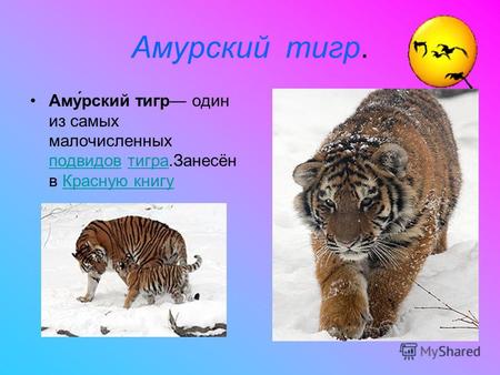 Амурский тигр. Аму́рский тигр один из самых малочисленных подвидов тигра.Занесён в Красную книгу подвидовтиграКрасную книгу.