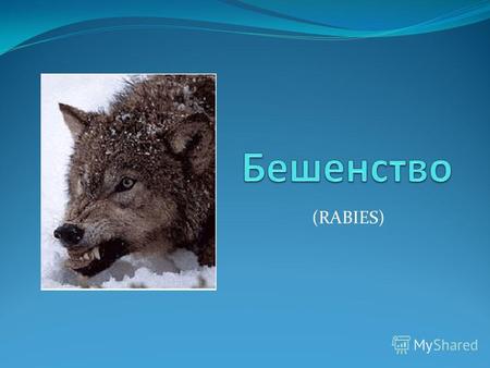 (RABIES)ЭтиологияЧисло случаев бешенства животных в России за последние 8 лет.