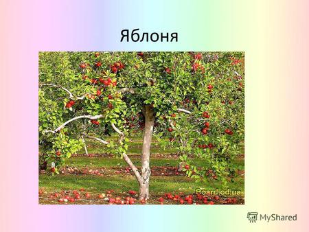 Яблоня Царство: Растения Отдел: Цветковые Класс: Двудольные Порядок: Розоцветные Семейство: Розовые Род: Яблоня.