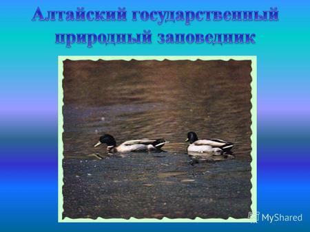 является одним из крупнейших заповедников России, включающий в себя значительную часть акватории Телецкого озера и разнообразные ландшафты прилегающих.