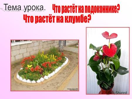 Цветы на клумбе Комнатные цветы Для чего человек разводит комнатные растения?