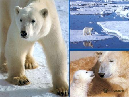 БЕЛЫЙ МЕДВЕДЬ Белые медведи большую часть года проводят на скованных льдом берегах. Чаще всего их можно заметить на территории, соединяющей обледеневшие.
