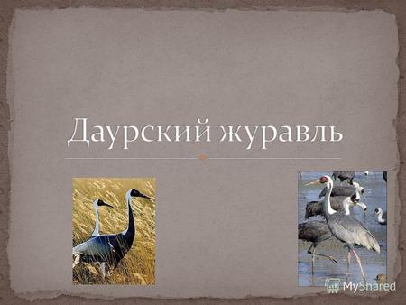 Даурский журавль птица семейства журавлей, обитающая в Восточной Азии, в том числе и на территории Российской Федерации. Редкий вид, его общая численность.