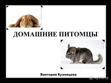 ДОМАШНИЕ П ИТОМЦЫ Виктория Кузнецова Многие люди держат дома любимых животных – домашних питомцев. Это могут быть разные, порой даже самые необычные,