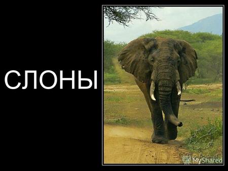 СЛОНЫ Слоны – самые крупные наземные животные. Слона сразу можно узнать по его носу, который называется хоботом.