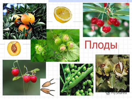 Плоды Плоды. Задачи урока: 1.Сформировать понятие о плоде как важном генеративном органе растения. 2.Познакомить с разнообразием плодов и семян.