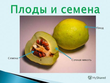 Плод Семена Сочная мякоть. Имеют в составе околоплодника сочную мякоть Не имеют сочной мякоти сочные сухие.
