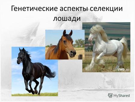 Генетические аспекты селекции лошади. Систематическое положение лошади Царство: Животные (Zoa, Animalia) Тип: Хордовые (Chordata) Подтип: Позвоночные.
