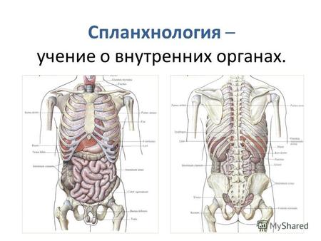 Органы человека. Cпланхнология – учение о внутренних органах.