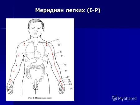 Меридиан легких (I-P). Меридиан толстой кишки (II-GI)