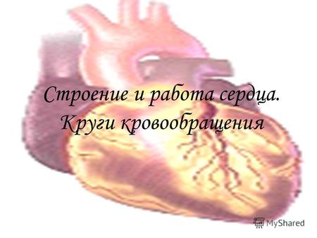 Строение и работа сердца. Круги кровообращения. Расположение сердца в теле человека.
