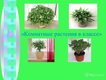 «Комнатные растения в классе». Удивительные свойства комнатных растений Комнатные растения не только красивы, не только приятно пахнут, они защищают от.