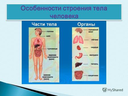 1.Организменный Голова,шея,туловище,конечности(руки,ноги,пальцы ) 2.Системный Системы внутр.органов- кровообращения, дыхательная, пищеварительная, выделительная.