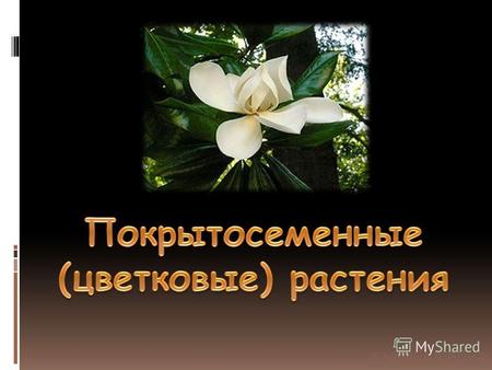 Shabalina Alina. Цветковые Цветковые растения, покрытосеменные (Magnoliophyta, или Angiospermae), отдел высших растений, имеющих цветок. Насчи - тывает.