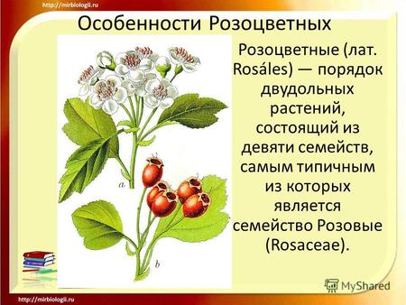 Особенности Розоцветных Розоцветные (лат. Rosáles) порядок двудольных растений, состоящий из девяти семейств, самым типичным из которых является семейство.