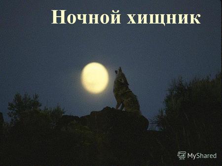 Ночной хищник. ВОЛК (Canis lupus), самый крупный представитель семейства волчьих. Длина тела 100-140, хвоста 30-50 см, высота до 90 см, масса от 30 до.