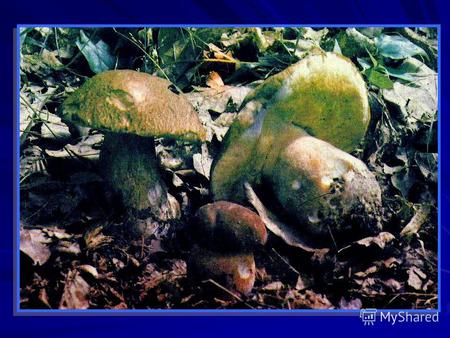 Строение грибов: Мицелий. Плодовое тело. ? Из чего они состоят?